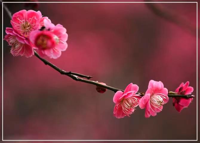 诗歌〔咏梅〕 作者/武更明(图3)