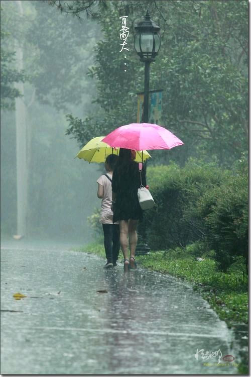 《遇雨偶题·题锦鲤荷花图》作者:东方【主播:马志宏】【中国现代诗歌文化传媒】古韵♬展示（图5）