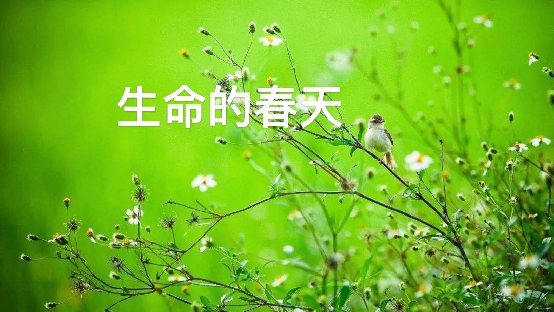 【海外诗译】精品双语朗诵《生命的春天》作者|高溪溪、英译|静好、审译&朗诵|薇薇(图3)
