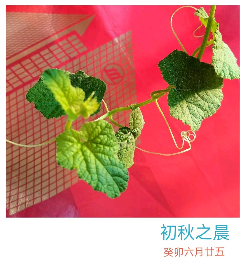 作者：黎润贤（尼言）《手枪诗一首 天凉好个秋》5850期【新京都文艺】