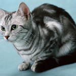 贪吃的小猫-文/王兴伦-西银/北京头条（图2）