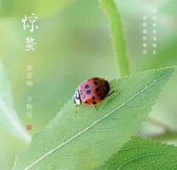 《清明·惊蛰·咏梅》作者:王士泽【主播:崔东梅】【中国现代诗歌文化传媒】古韵♬ 展示（图5）