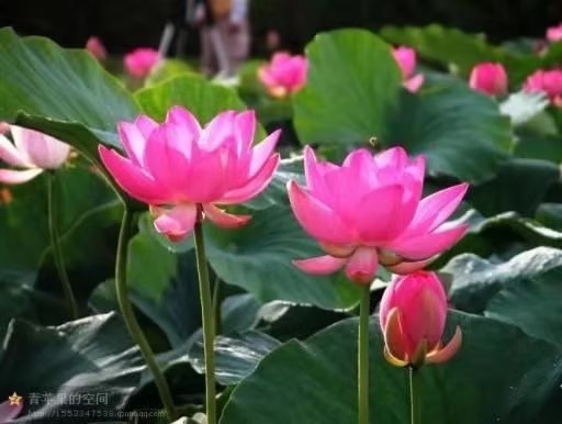 *诗词小辑*作者：青苹果（甘肃天水）【冰心文化传媒】（图3）