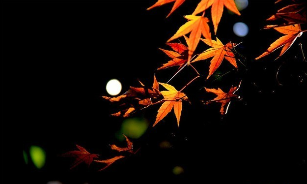 【新诗大观】秋夜思||作者/花惜柔（图3）