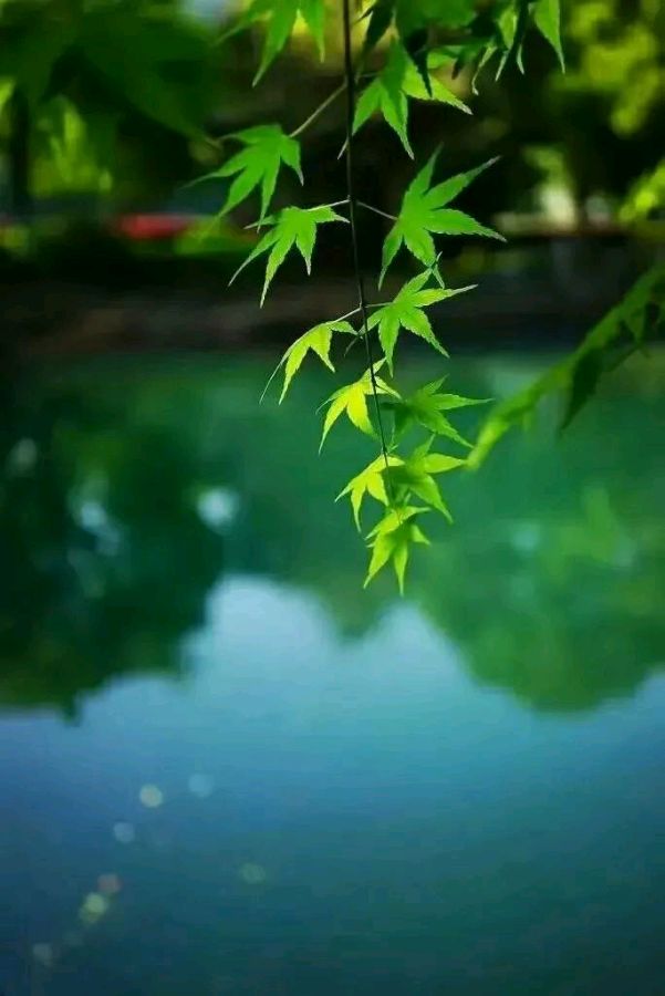 *春之声九首* 作者：一脉心香〔湖北〕【冰心文化传媒】（图9）