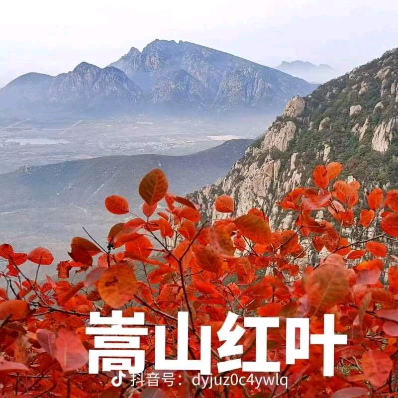 徐迅的《嵩山红叶》（图2）