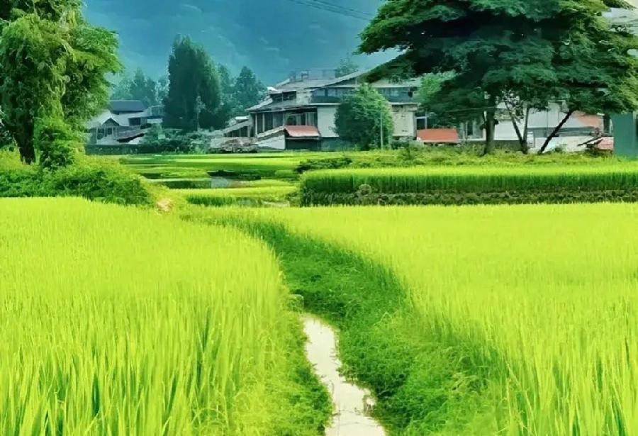 【新诗大观】灵魂的音符||散文诗/金义(河北)