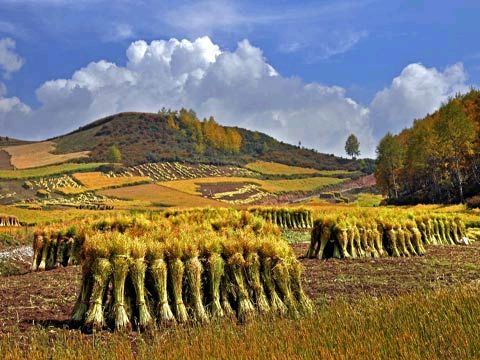 【荣耀中国】薛有毅老师诗词欣赏（图4）