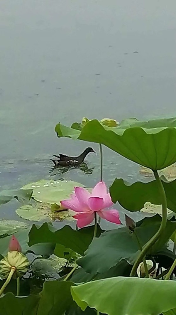 《七绝. 茶亭公园望荷亭思古》（外一首）文：崔怀强【长城总社】世界诗人名人展（10460）（图4）