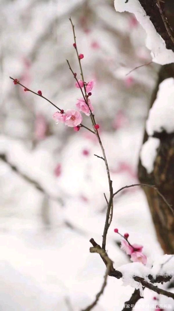 泰山朗诵【暖雪】作者/宋文舜(图9)