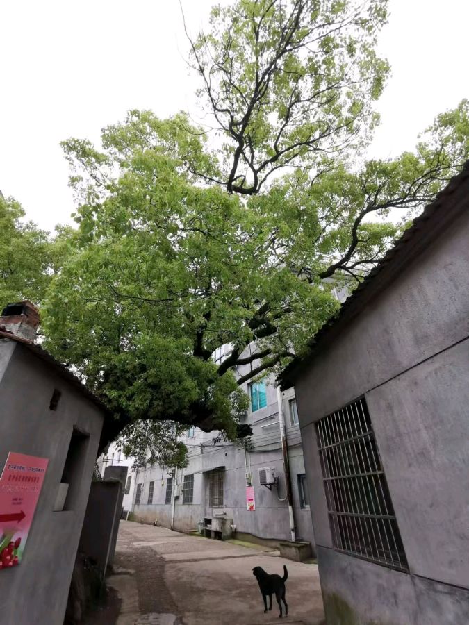 【荣耀中国】飞翔老师诗词欣赏（图7）