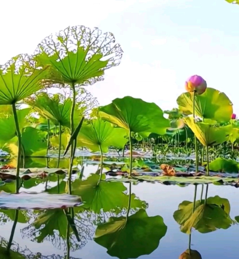 【荣耀中国】七律•和谐颂文/左书谔（青岛）（图2）