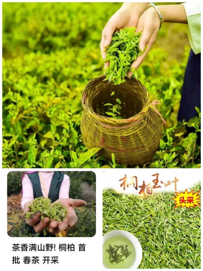 韩庚的《春茶》