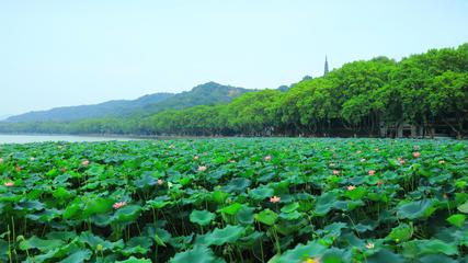 《西湖》作者:黑子【主播:丹桂】【桃源国际诗歌集团】用声音传递温暖以诵读致敬人生♬（图6）