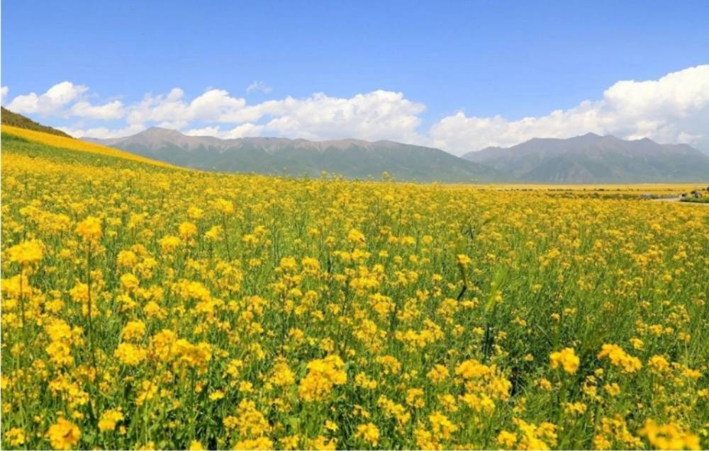 田洁朗诵【青陕旅游词二首】作者/花卉再开（图4）