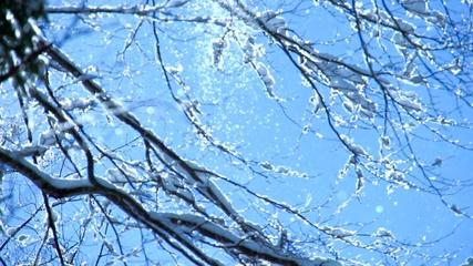 《初落的雪花》作者:李夫晨‖主播:李金钟【中国现代诗歌文化传媒】徜徉诗的海洋，聆听天籁之声♬（图4）