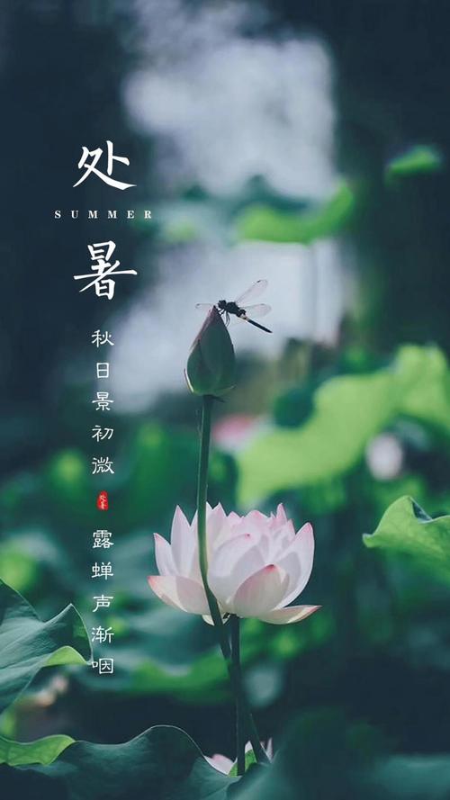 《九江文学社：北京头条》《处暑节气》专刊【总第1784期】（图17）