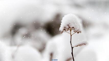 《初落的雪花》作者:李夫晨‖主播:李金钟【中国现代诗歌文化传媒】徜徉诗的海洋，聆听天籁之声♬（图5）