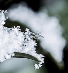 《初落的雪花》作者:李夫晨‖主播:李金钟【中国现代诗歌文化传媒】徜徉诗的海洋，聆听天籁之声♬（图6）