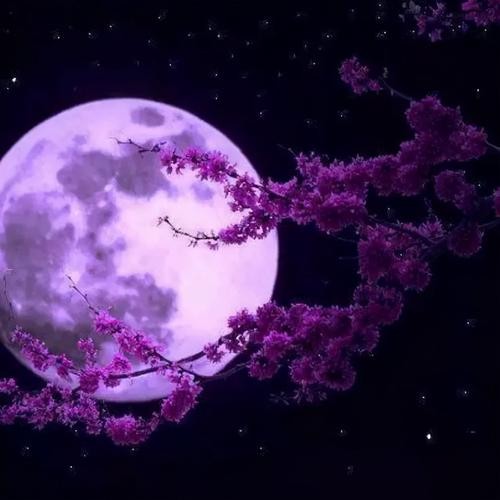 【重磅推出】{军人本色}鲁坡//我爱你 塞北的雪(图5)