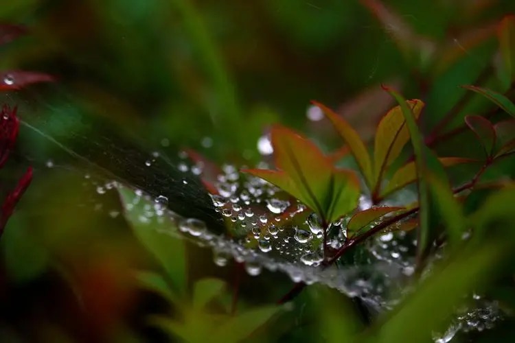 【新诗大观】一场秋雨||文/花惜柔