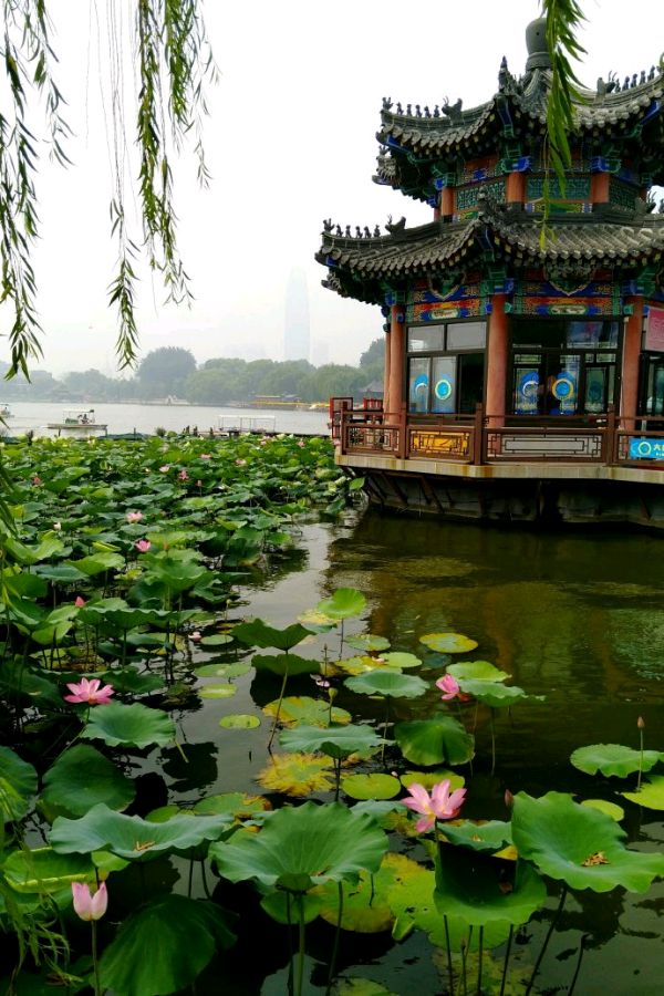 【荣耀中国】七律.秋雨后赏荷吟作者/华泽权（图3）