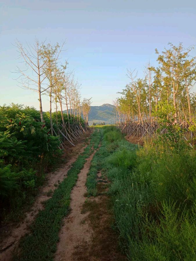 〔天净沙·秋〕(外二首)作者/岩石（图3）