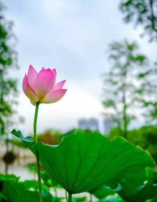 ［养生保健栏］人类当前抵御疫情与辐射的最好医术……莲叶之珠文学社