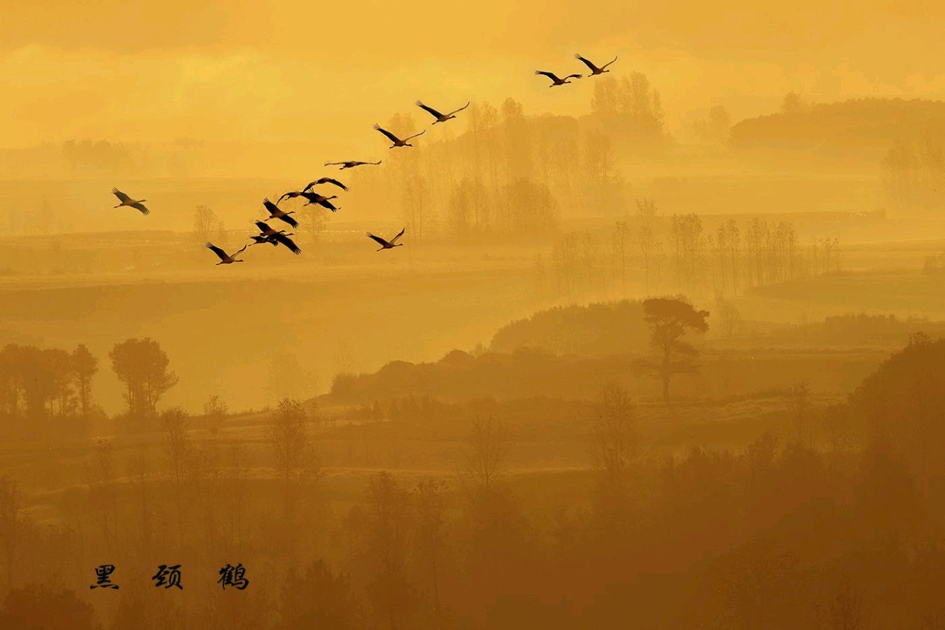 《愿天下祥鹤永驻——十五载摄鹤环球行》联机全球发布叶子青青作品（图7）