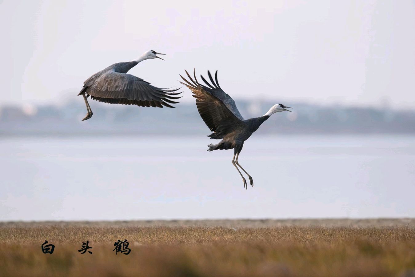 《愿天下祥鹤永驻——十五载摄鹤环球行》联机全球发布叶子青青作品（图11）