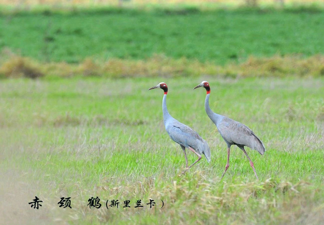 《愿天下祥鹤永驻——十五载摄鹤环球行》联机全球发布叶子青青作品（图13）