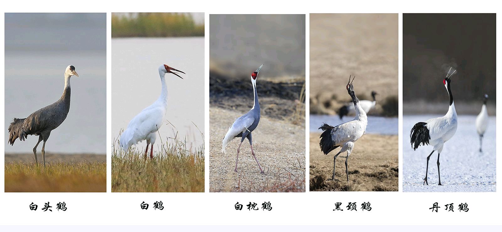 《愿天下祥鹤永驻——十五载摄鹤环球行》联机全球发布叶子青青作品（图22）