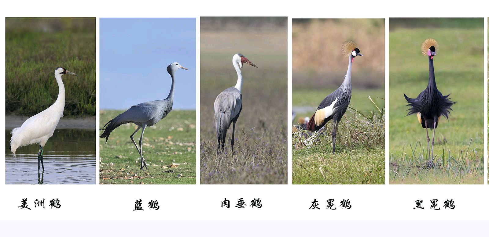 《愿天下祥鹤永驻——十五载摄鹤环球行》联机全球发布叶子青青作品（图23）