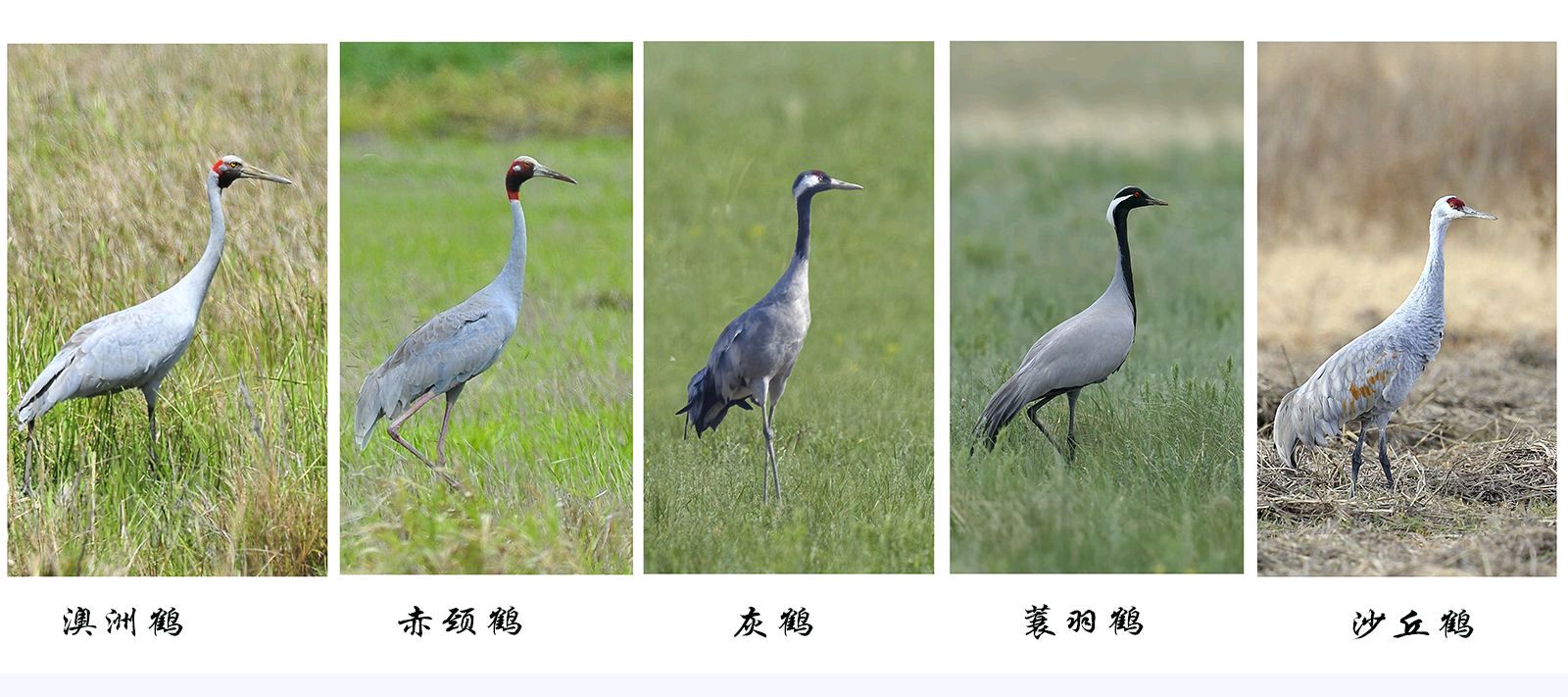 《愿天下祥鹤永驻——十五载摄鹤环球行》联机全球发布叶子青青作品（图24）