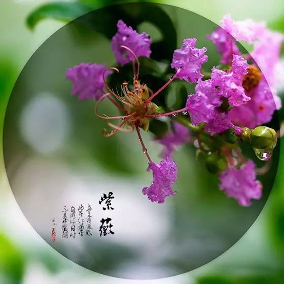 七绝·题咏紫薇花（文/冯清明）……莲叶之珠文学社