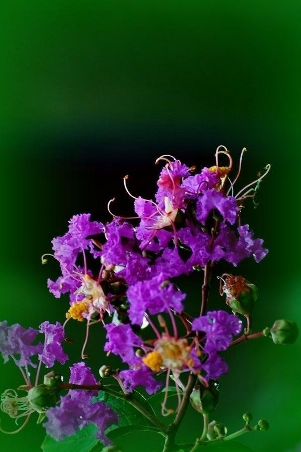 七绝·题咏紫薇花（文/冯清明）……莲叶之珠文学社（图3）