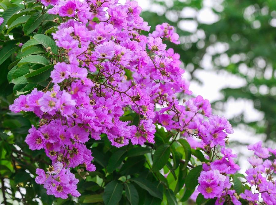 七绝·题咏紫薇花（文/冯清明）……莲叶之珠文学社（图5）