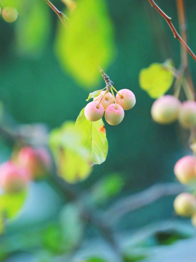 五彩云霞朗诵【海棠】作者/刘伙力（图6）