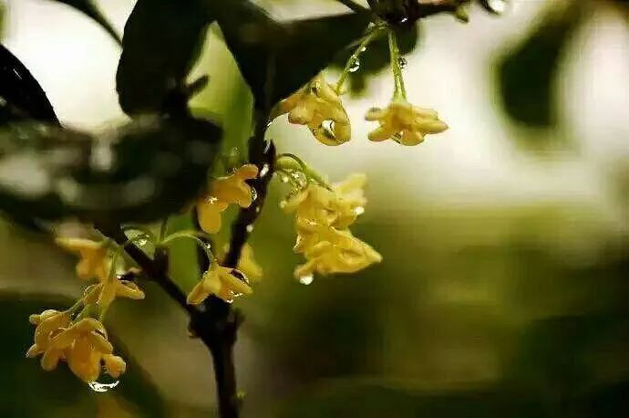 七绝～秋雨咏叹 文／卫水居士 河北（图3）
