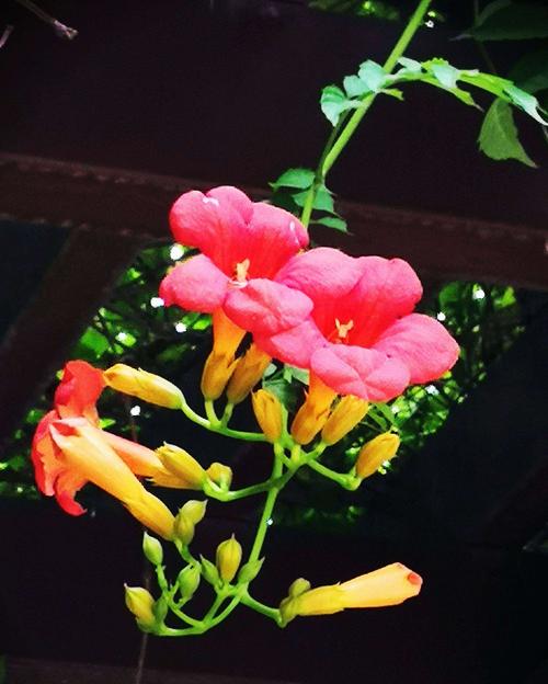 【新山东文学社】力荐个人专辑:《缤纷夏日，荷韵悠扬（十二首）》作者/鞠连胜（图6）