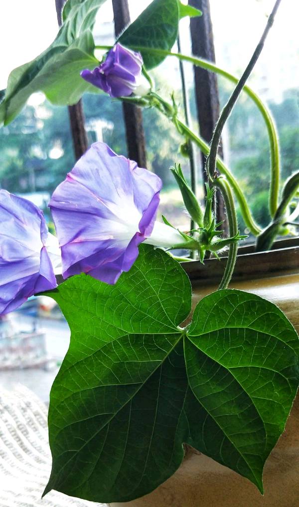 刘林丽诗歌作品213期《紫蓝色的牵牛花》主播 阿梅 编辑制作刘林丽（图7）