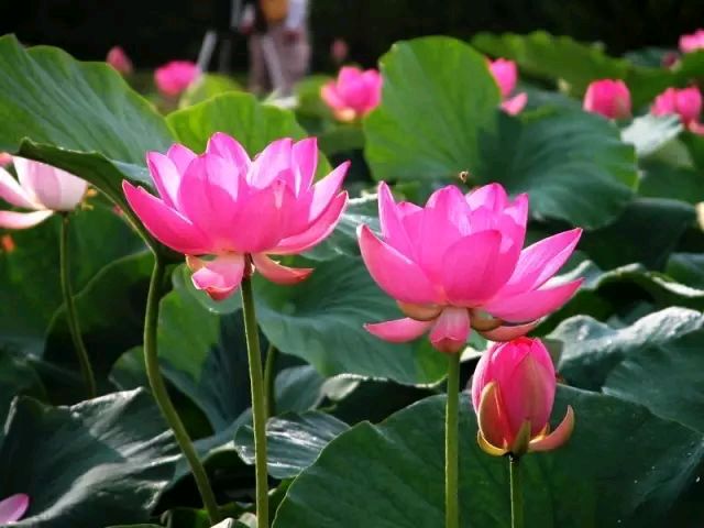 《水调歌头.爱莲说》周阳生(江苏盐城)（图3）
