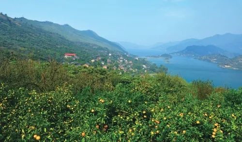 【新诗大观】蜜橘湖||文/邹水平