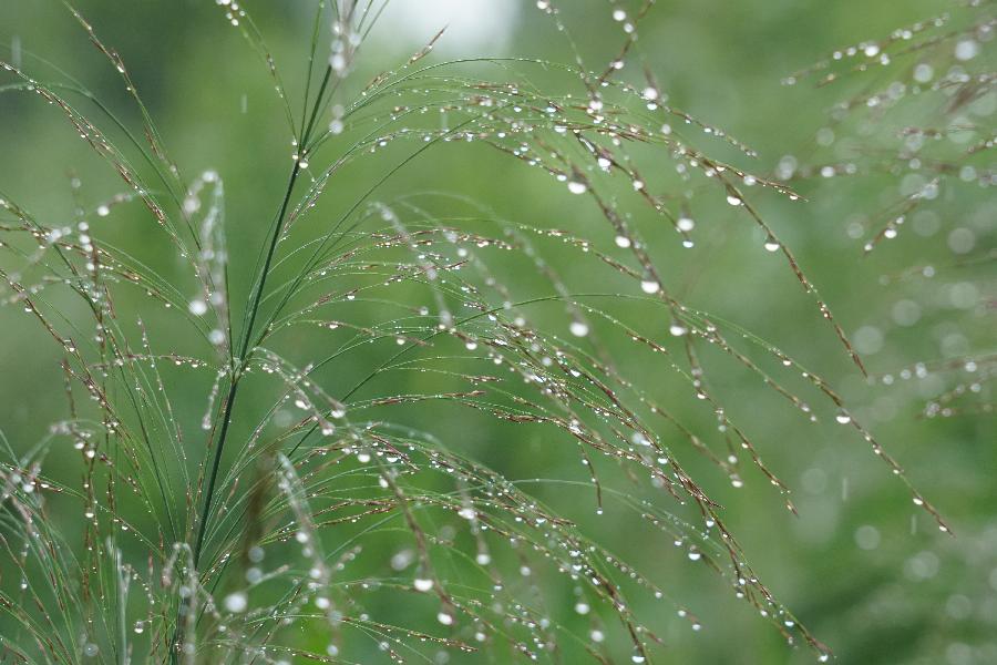 李敬党《最美雨滴》主播:李延廷；编辑:开心快乐【运河之春】(第086期)（图4）