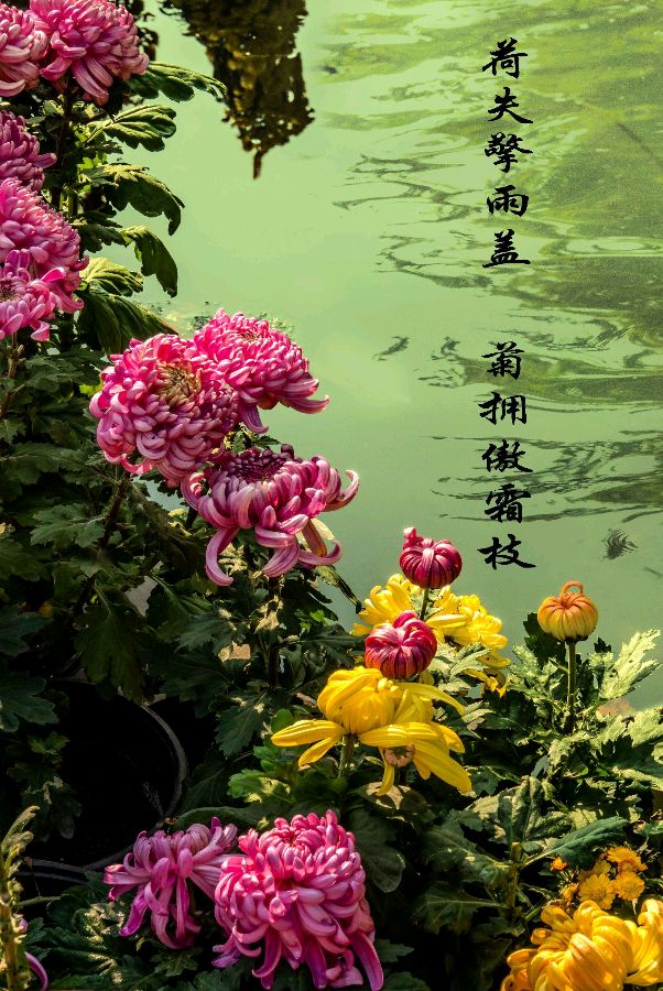 七律-秋赋～诗║杨景儒（图9）
