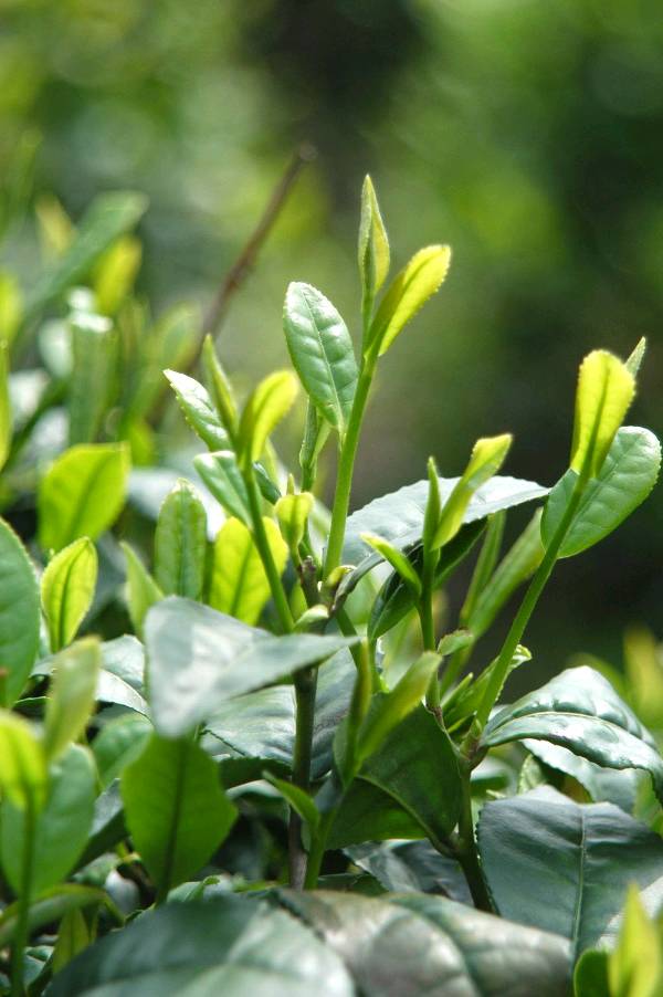 七律-中国名茶（合辑十二首）诗‖吕志学（图24）