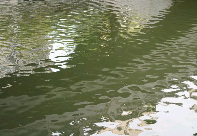 请欣赏岁月静好 海纳百川两位金牌主播倾情合诵战士老师的《大海在核污中哭泣》编辑//海纳百川【第6351期】（图7）