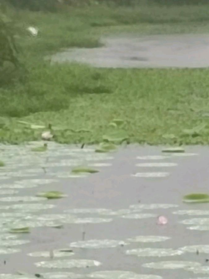 【荣耀中国】调笑令·秋雨（新韵）作者/李静（潺潺流水）丹东（图2）