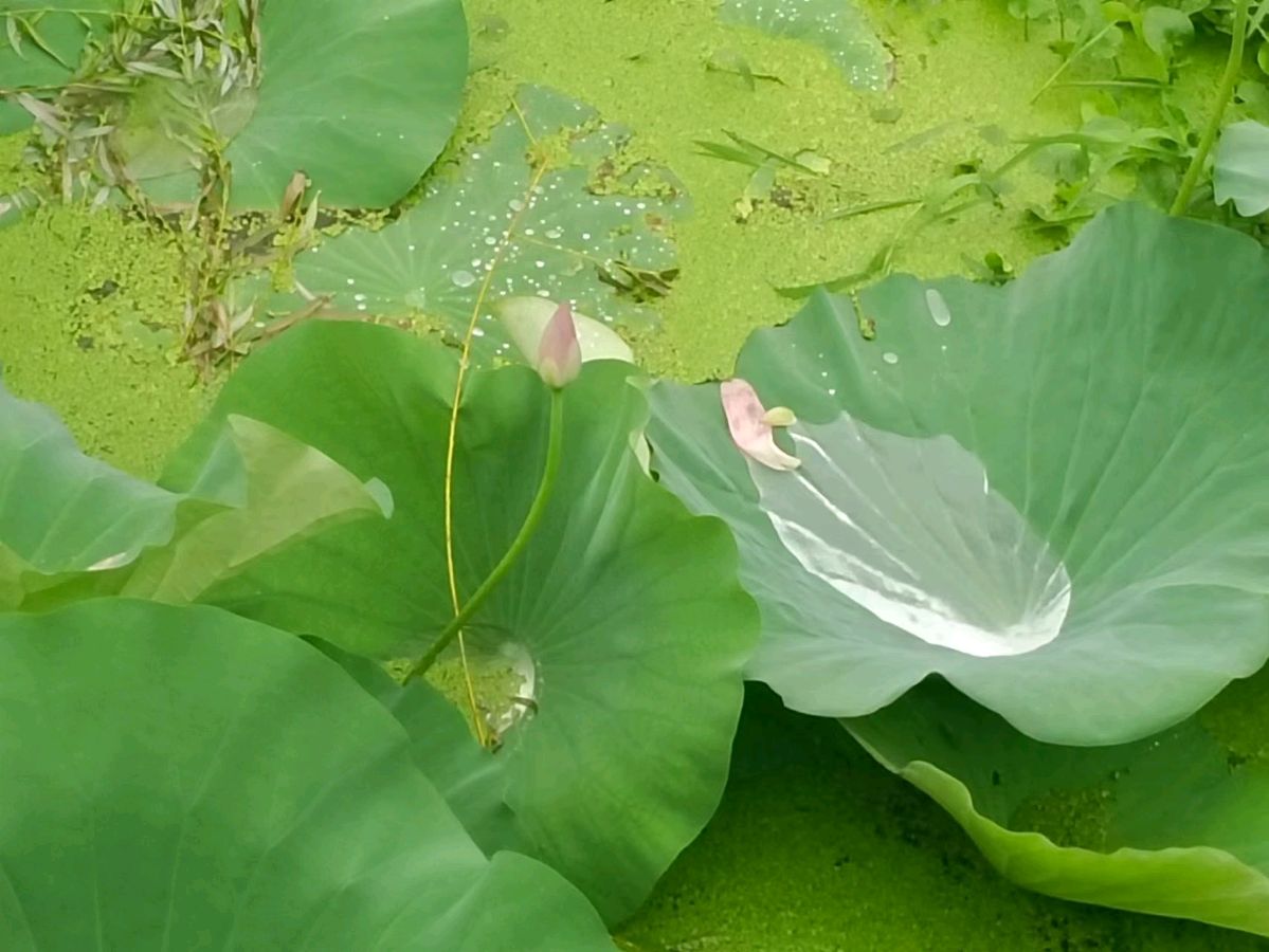 【荣耀中国】《 处 暑》 文/春雨（图3）