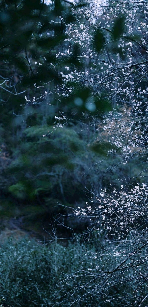 回音朗诵【我骄傲我是一棵树】作者/李瑛 视频制作/回音（图6）